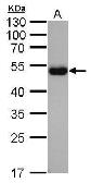Mouse Anti-Goat IgG (Heavy chain) antibody [GT1056] (HRP). GTX628995-01